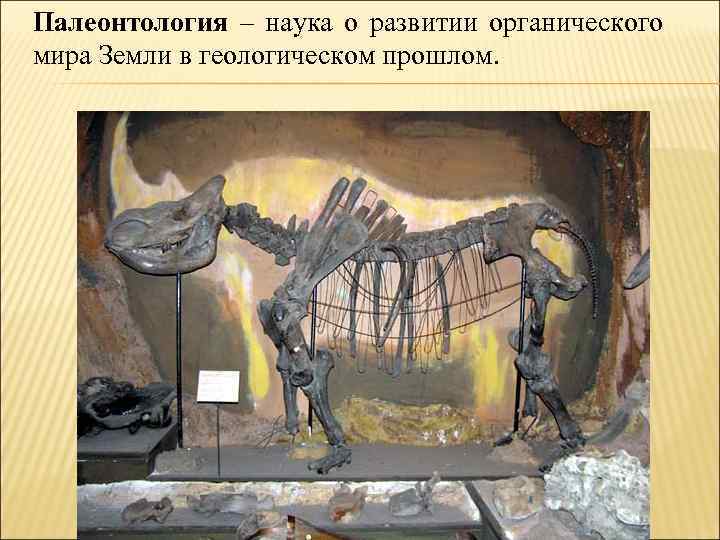 Палеонтология – наука о развитии органического мира Земли в геологическом прошлом. 