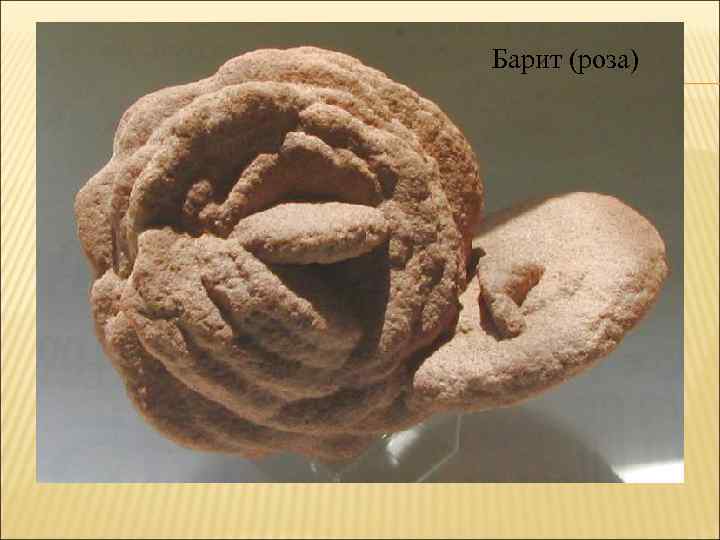 Барит (роза) 