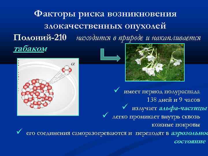 Факторы риска возникновения злокачественных опухолей Полоний-210 находится в природе и накапливается табаком ü имеет