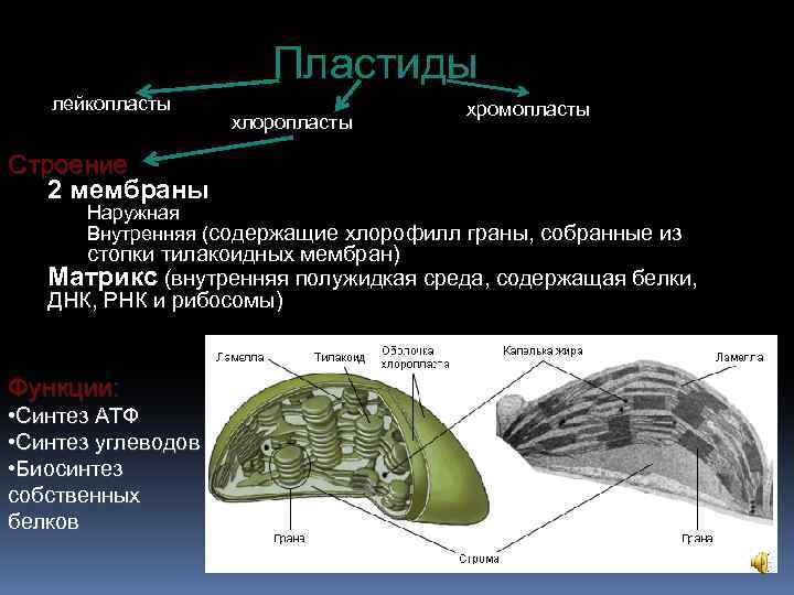  Пластиды лейкопласты хромопласты хлоропласты Строение 2 мембраны Наружная Внутренняя (содержащие хлорофилл граны, собранные