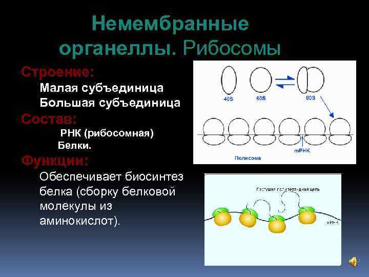  Немембранные органеллы. Рибосомы Строение: Малая субъединица Большая субъединица Состав: РНК (рибосомная) Белки. Функции: