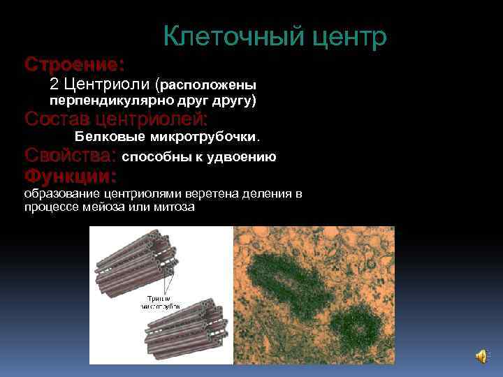  Клеточный центр Строение: 2 Центриоли (расположены перпендикулярно другу) Состав центриолей: Белковые микротрубочки. Свойства: