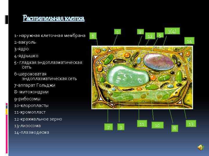  Растительная клетка 1 2 3(4) 1 - наружная клеточная мембрана 6 12 5