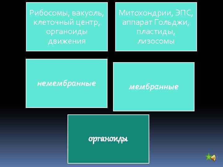 Рибосомы, вакуоль, Митохондрии, ЭПС, клеточный центр, аппарат Гольджи, органоиды пластиды, движения лизосомы немембранные органоиды