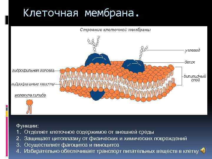  Клеточная мембрана. Функции: 1. Отделяет клеточное содержимое от внешней среды 2. Защищает цитоплазму