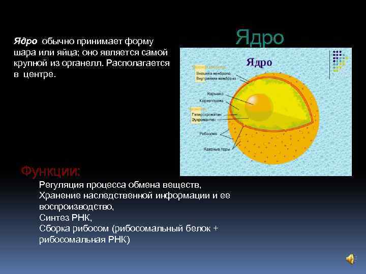 Ядро обычно принимает форму Ядро шара или яйца; оно является самой крупной из органелл.