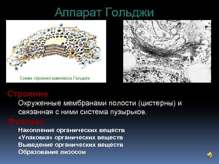  Аппарат Гольджи Строение Окруженные мембранами полости (цистерны) и связанная с ними система пузырьков.