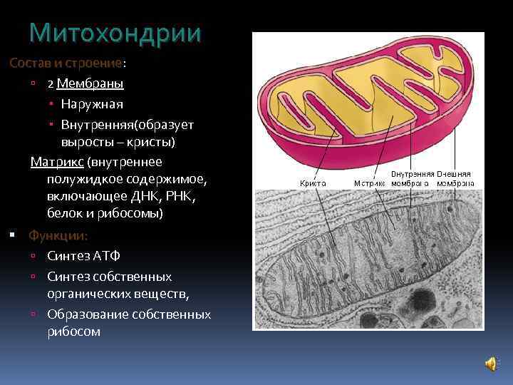  Митохондрии Состав и строение: строение 2 Мембраны Наружная Внутренняя(образует выросты – кристы) Матрикс