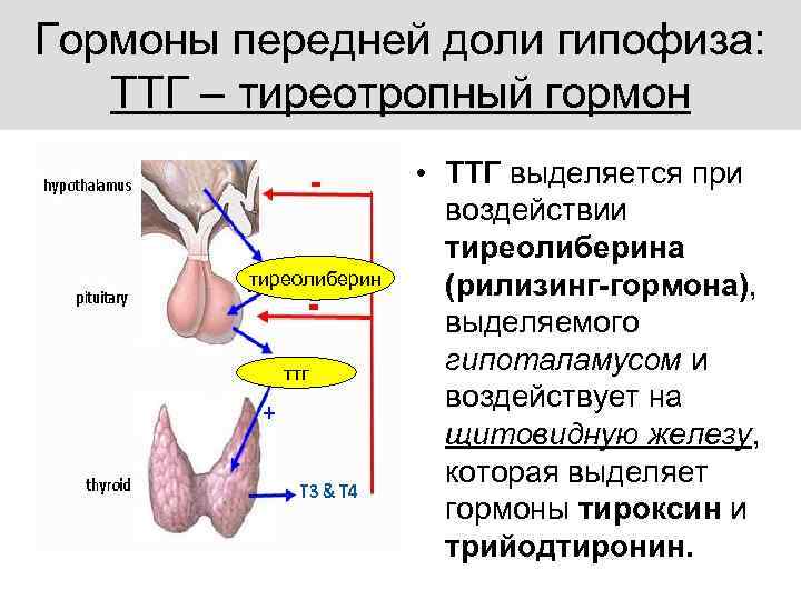 Гормоны передней доли гипофиза: ТТГ – тиреотропный гормон тиреолиберин ттг • ТТГ выделяется при