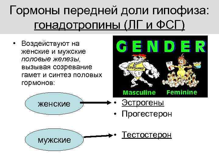 Гормоны передней доли гипофиза: гонадотропины (ЛГ и ФСГ) • Воздействуют на женские и мужские