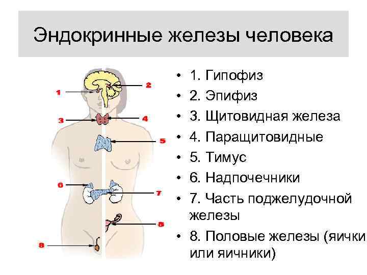 Эндокринные железы человека • • 1. Гипофиз 2. Эпифиз 3. Щитовидная железа 4. Паращитовидные