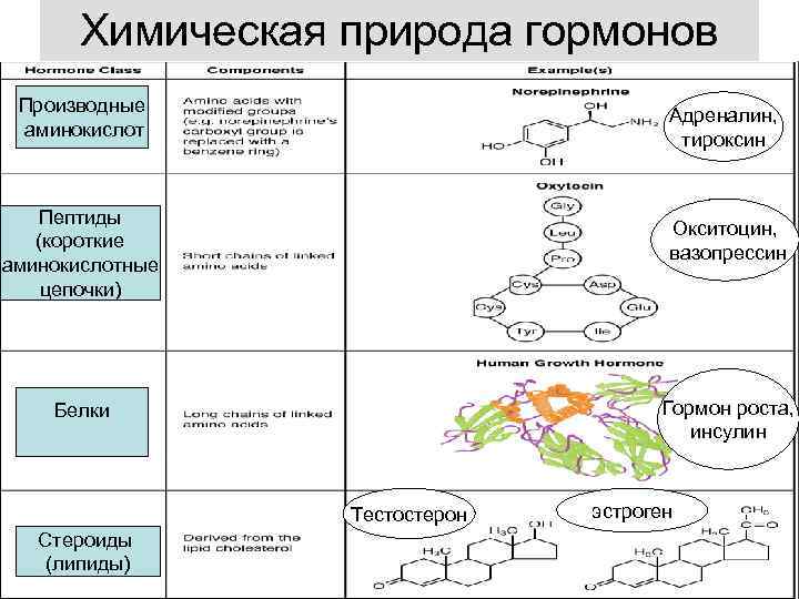 Химическая природа гормонов схема