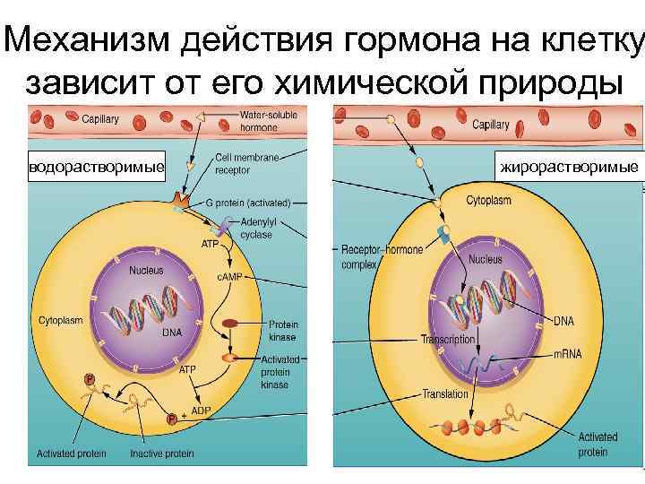 Механизм действия гормона на клетку зависит от его химической природы водорастворимые жирорастворимые 