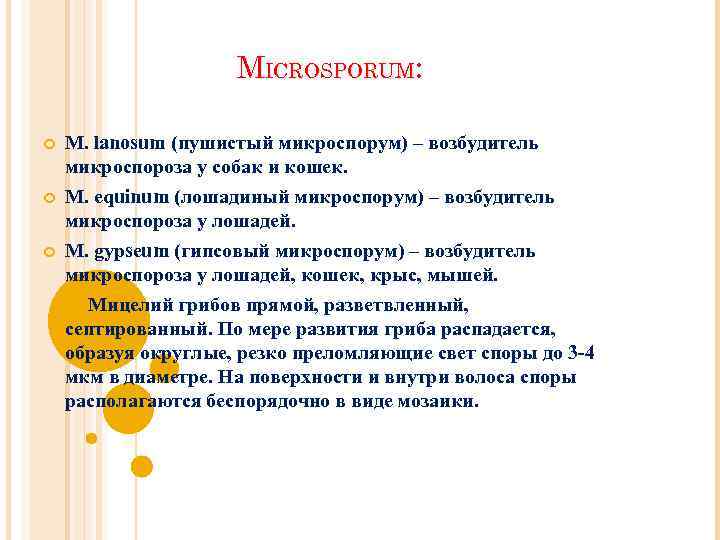 MICROSPORUM: M. lanosum (пушистый микроспорум) – возбудитель микроспороза у собак и кошек. M. equinum