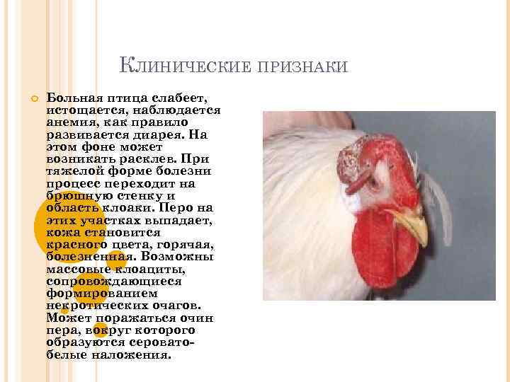 КЛИНИЧЕСКИЕ ПРИЗНАКИ Больная птица слабеет, истощается, наблюдается анемия, как правило развивается диарея. На этом