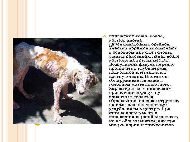  поражение кожи, волос, когтей, иногда паренхиматозных органов. Участки поражения отмечают в основном на