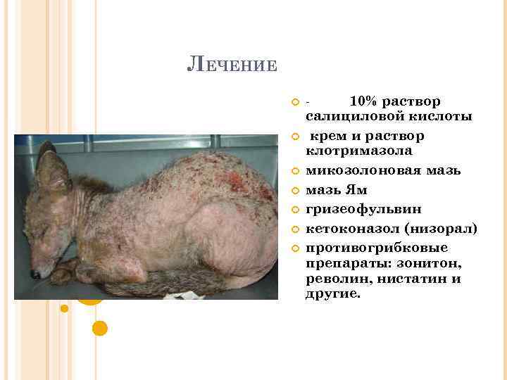 ЛЕЧЕНИЕ 10% раствор салициловой кислоты крем и раствор клотримазола микозолоновая мазь Ям гризеофульвин кетоконазол