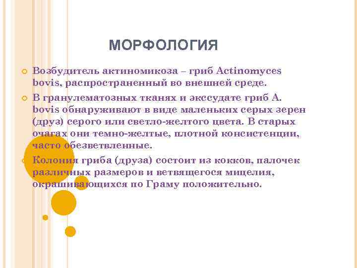 МОРФОЛОГИЯ Возбудитель актиномикоза – гриб Actinomyces bovis, распространенный во внешней среде. В гранулематозных тканях