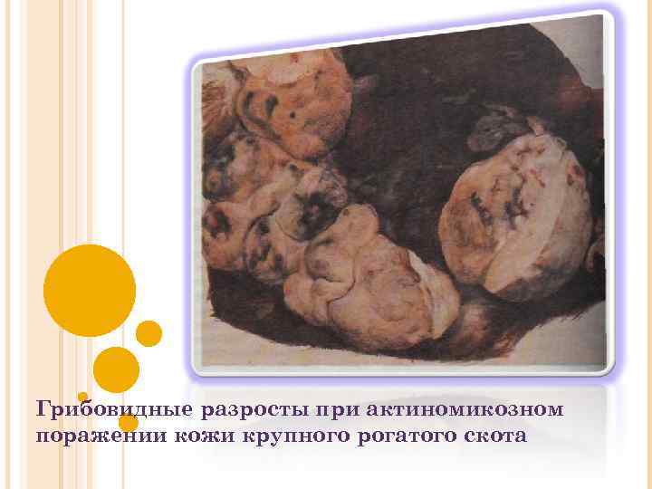 Грибовидные разросты при актиномикозном поражении кожи крупного рогатого скота 