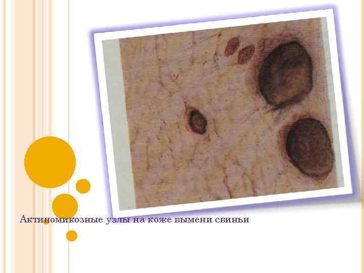 Актиномикозные узлы на коже вымени свиньи 