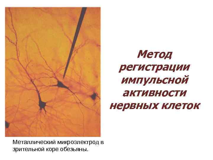  Метод регистрации импульсной активности нервных клеток Металлический микроэлектрод в зрительной коре обезьяны. 