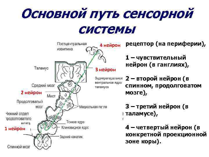  Основной путь сенсорной системы 4 нейрон рецептор (на периферии), 1 – чувствительный нейрон