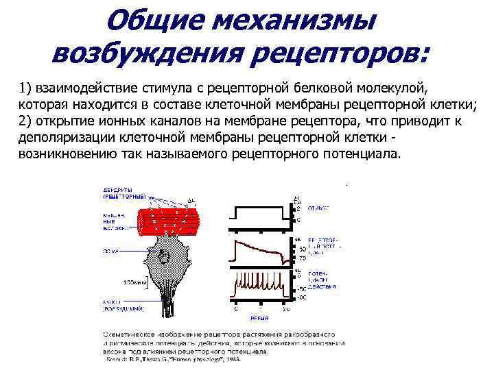  Общие механизмы возбуждения рецепторов: 1) взаимодействие стимула с рецепторной белковой молекулой, которая находится