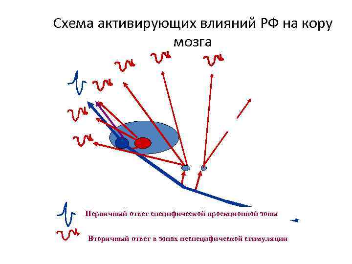 Схема активирующих влияний РФ на кору мозга Первичный ответ специфической проекционной зоны Вторичный ответ