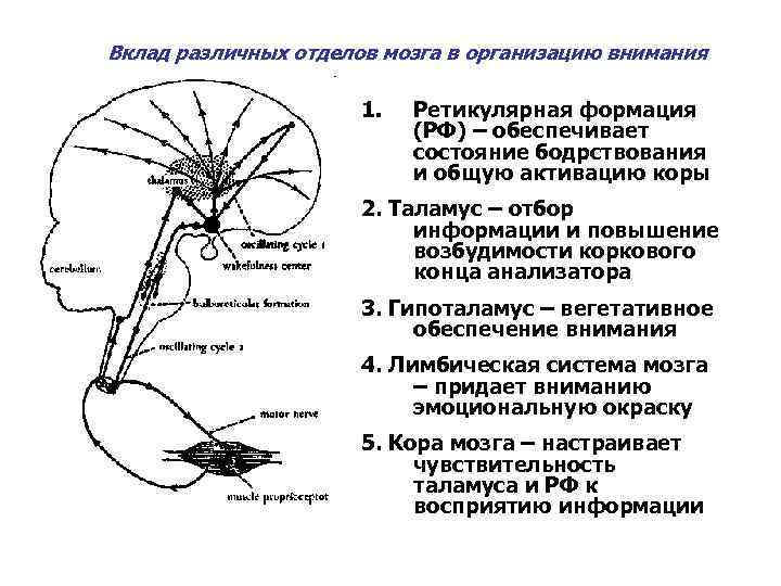 Вклад различных отделов мозга в организацию внимания 1. Ретикулярная формация (РФ) – обеспечивает состояние