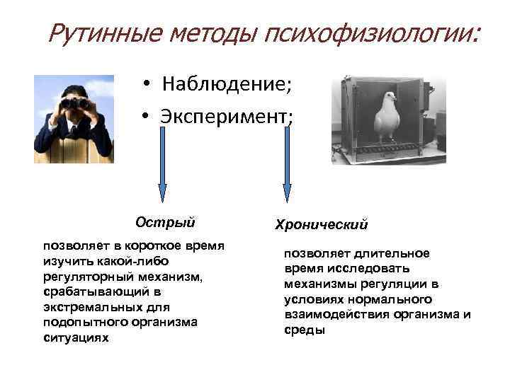 Рутинные методы психофизиологии: • Наблюдение; • Эксперимент; Острый Хронический позволяет в короткое время позволяет