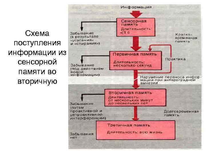 Схема поступления информации из сенсорной памяти во вторичную 