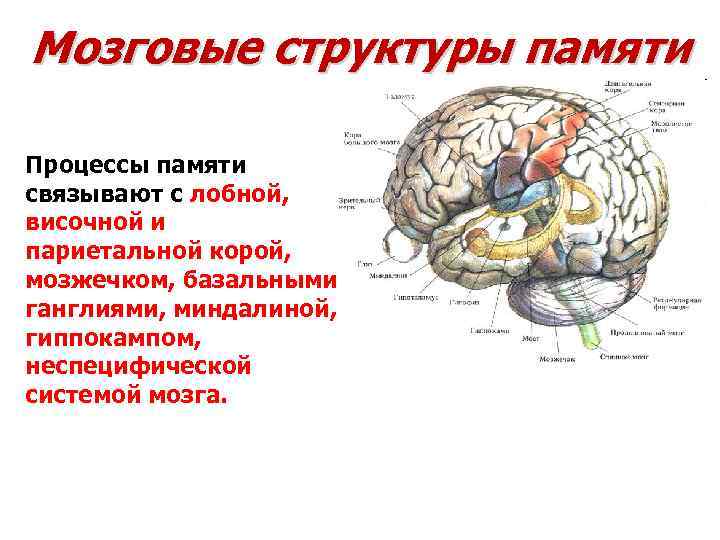Мозговые структуры памяти Процессы памяти связывают с лобной, височной и париетальной корой, мозжечком, базальными