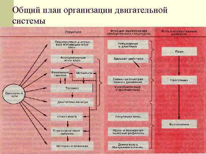Общий план организации двигательной системы 