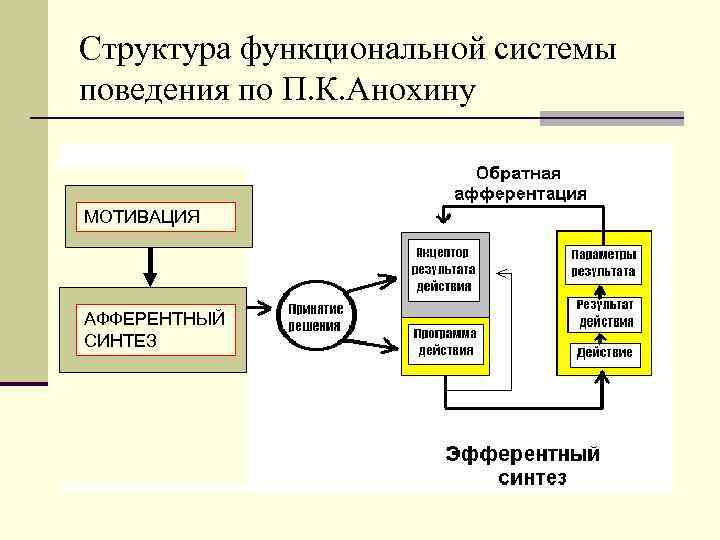 Структура функциональной системы поведения по П. К. Анохину МОТИВАЦИЯ МОТИ ВАЦИЯ АФФЕРЕНТНЫЙ СИНТЕЗ 