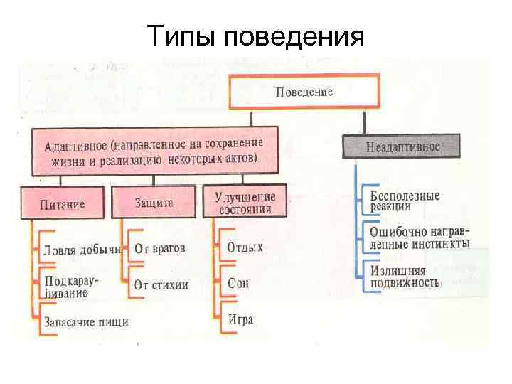 Типы поведения 