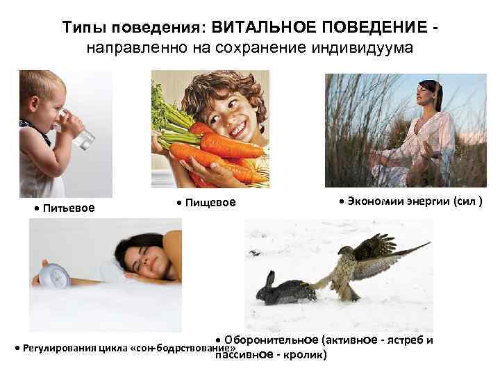 Типы поведения: ВИТАЛЬНОЕ ПОВЕДЕНИЕ направленно на сохранение индивидуума • Питьевое • Пищевое • Экономии