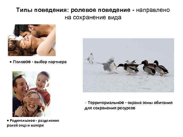 Типы поведения: ролевое поведение - направлено на сохранение вида • Половое - выбор партнера