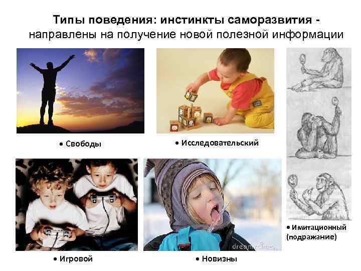 Типы поведения: инстинкты саморазвития направлены на получение новой полезной информации • Свободы • Исследовательский