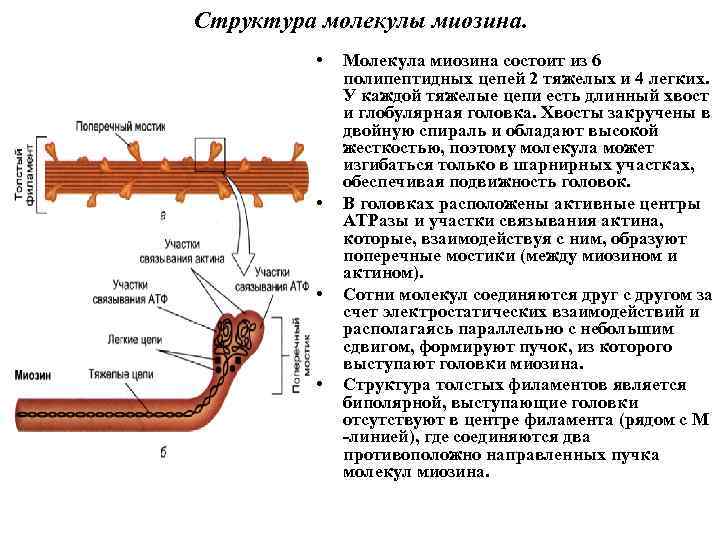 Структура молекулы миозина. • • Молекула миозина состоит из 6 полипептидных цепей 2 тяжелых