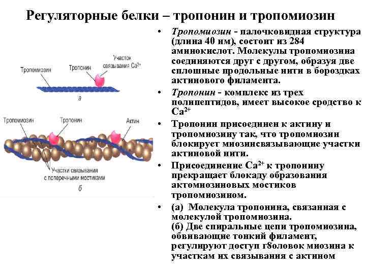 Каким образом белки. Роль регуляторных белков в мышечном сокращении. Строение мышечного волокна тропомиозин. Строение актина и тропонин- тропомиозинового комплекса. Строение и функции регуляторных белков тропонина и тропомиозина.