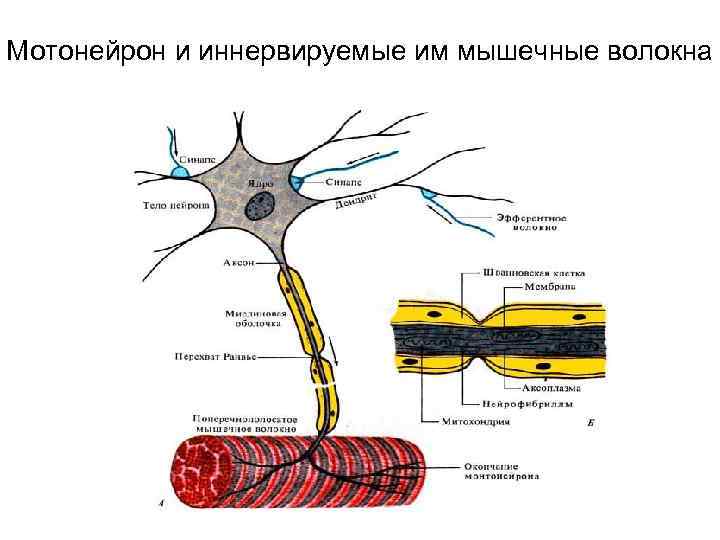 Мотонейрон и иннервируемые им мышечные волокна 