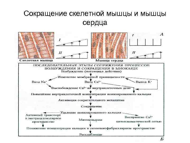 Сокращение скелетной мышцы и мышцы сердца 