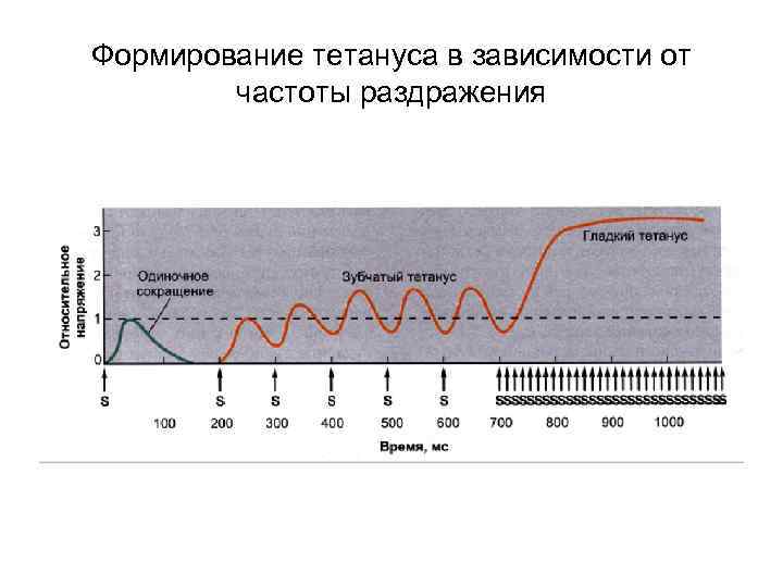 Формирование тетануса в зависимости от частоты раздражения 