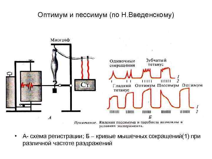 Оптимум и пессимум (по Н. Введенскому) • А- схема регистрации; Б – кривые мышечных