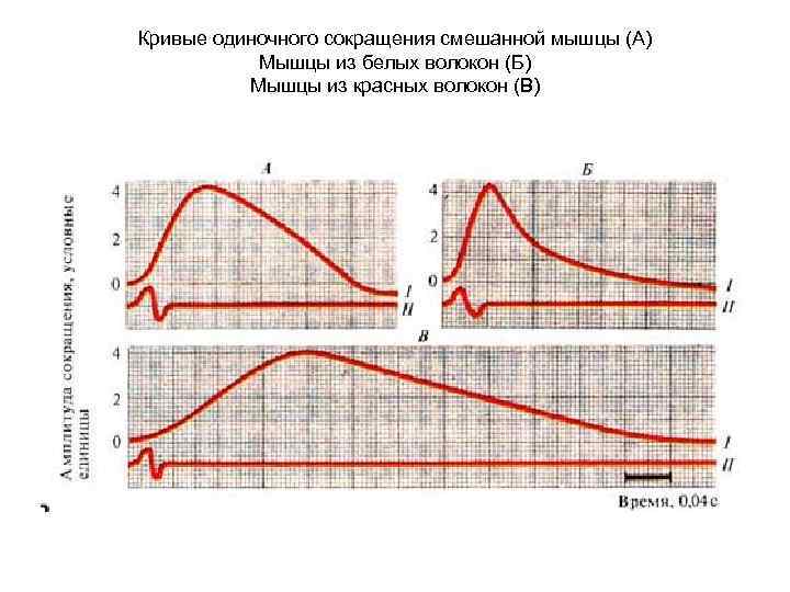 Кривые одиночного сокращения смешанной мышцы (А) Мышцы из белых волокон (Б) Мышцы из красных