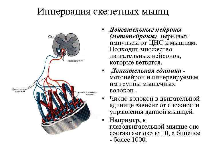 Функции двигательных импульсов. Схема иннервации скелетной мышцы. Двигательная иннервация скелетных мышц. Иннервация скелетной мышцы физиология. Двигательные Нейроны в скелетной мышечной ткани.