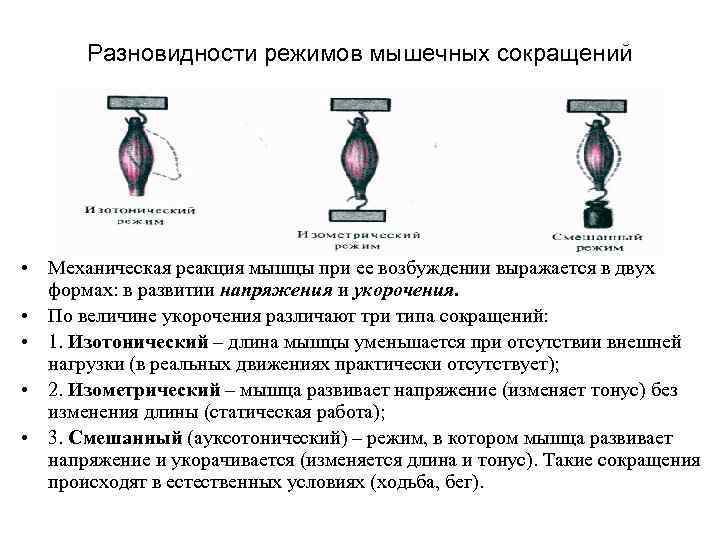 Прибор для записи графического изображения мышечных сокращений