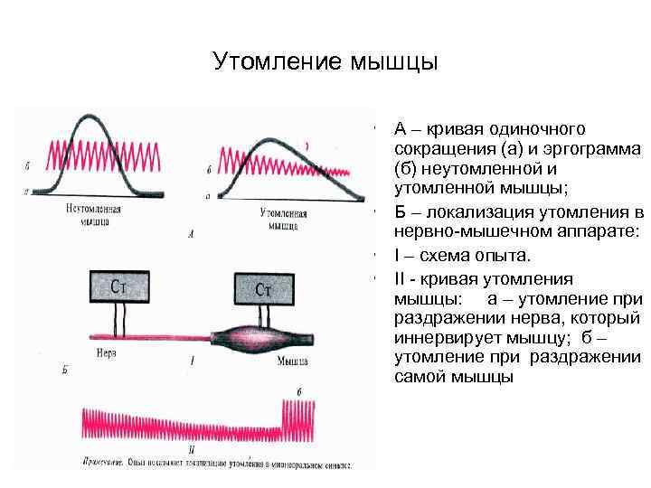 Перестройка мышц под влиянием физических нагрузок проект