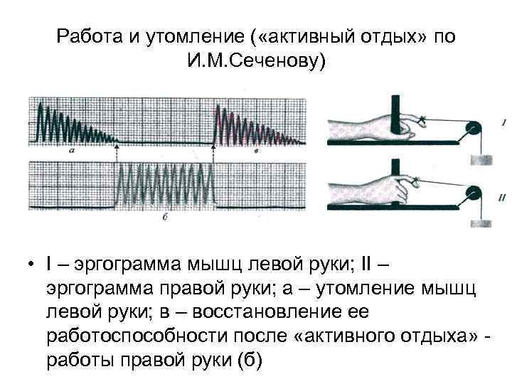 Работа мышц утомление. Теория утомления мышц физиология. Кривая утомления в нервно-мышечном препарате. Кривая утомления мышцы физиология. Утомление мышц теории утомления.