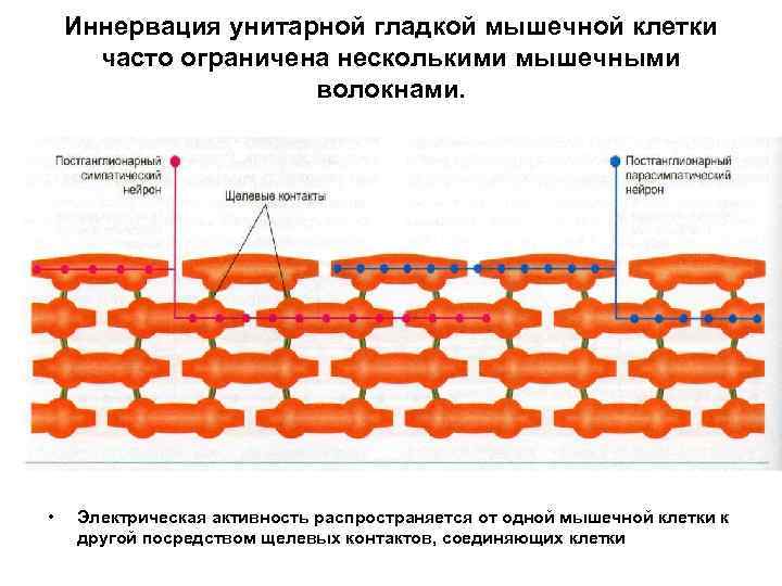 Иннервация унитарной гладкой мышечной клетки часто ограничена несколькими мышечными волокнами. • Электрическая активность распространяется